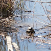 Red-eared Slider