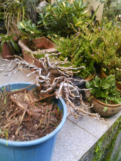 Ficus Nerifolia pra Semi Cascata... IMAG0164