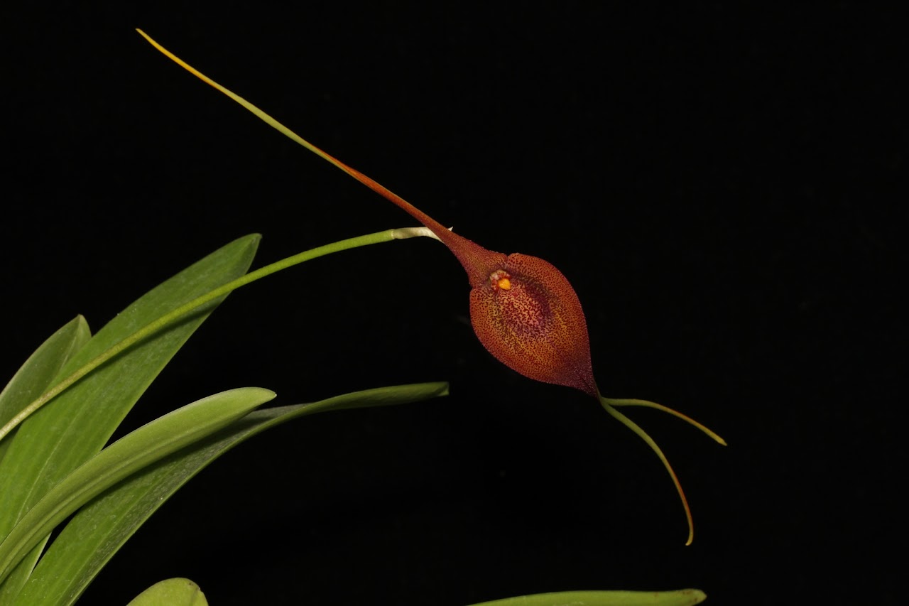 Masdevallia ayabacana IMG_8810