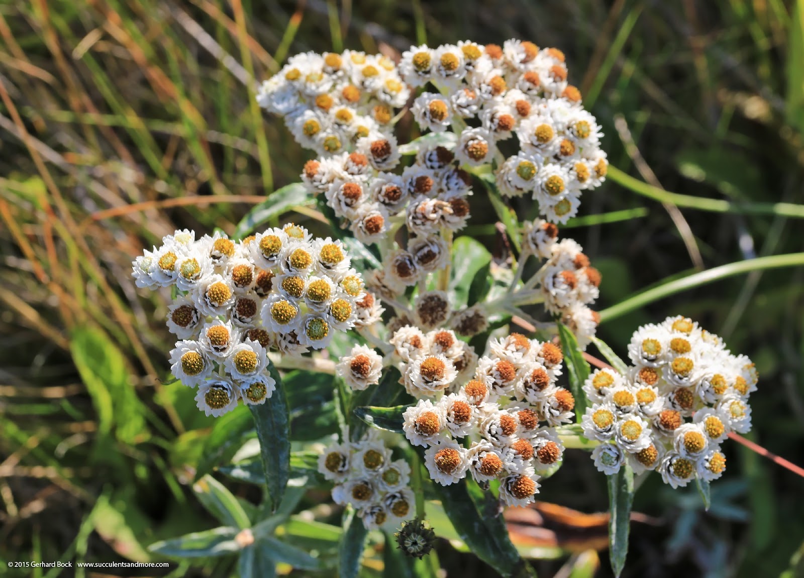 [150910_Adak_pearly_everlasting_WM%255B6%255D.jpg]