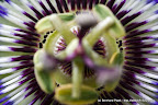 Blaue Passionsblume (Passiflora caerulea)