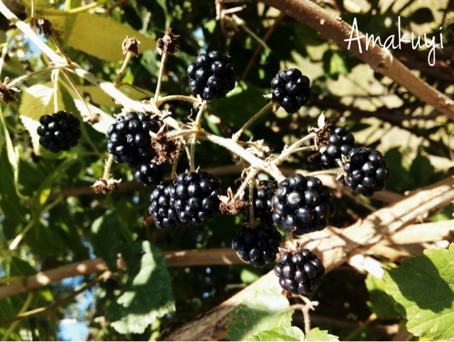 Mermelada-moras-receta-casero