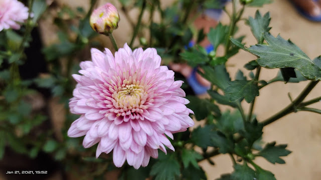 white flower blur wallpaper hd nature background