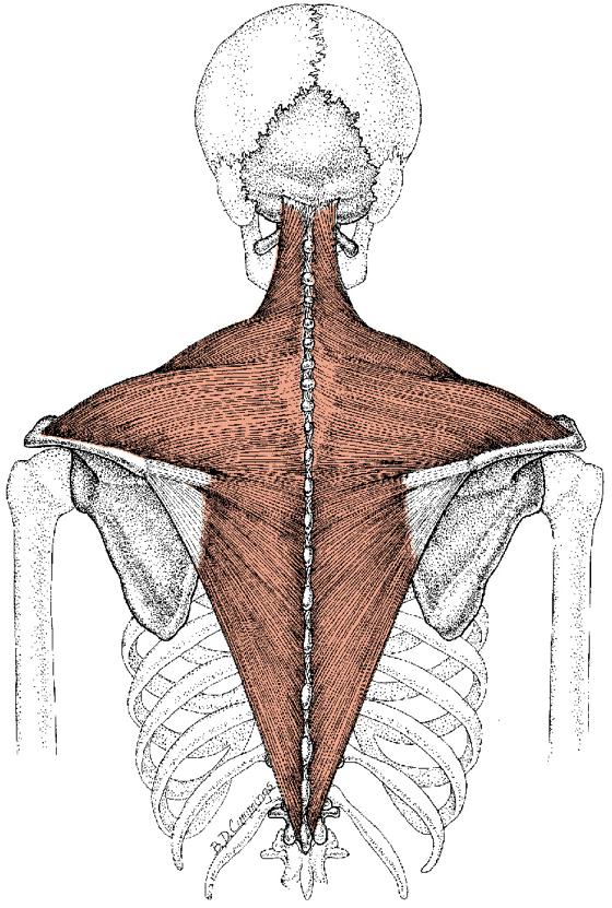 파일:external/mps.mgrdoc.com/a_trapezius4.jpg