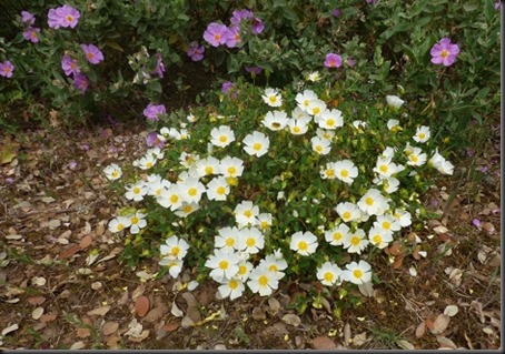 P1100083-Cistus salviifolius-Jara negra-Jaguarzo morismo-JarillaX