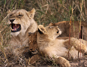 Young Male Lion and Cubs, South Africa