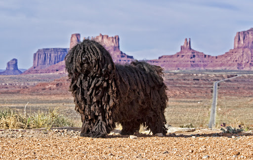 dog-training photo:in house dog training 