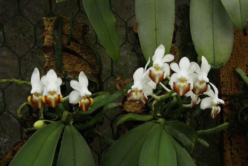 Phalaenopsis lobbii f. flava IMG_5704