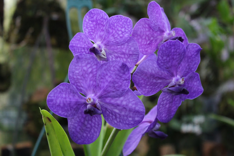 Vanda Princess Mikassa blue IMG_1479