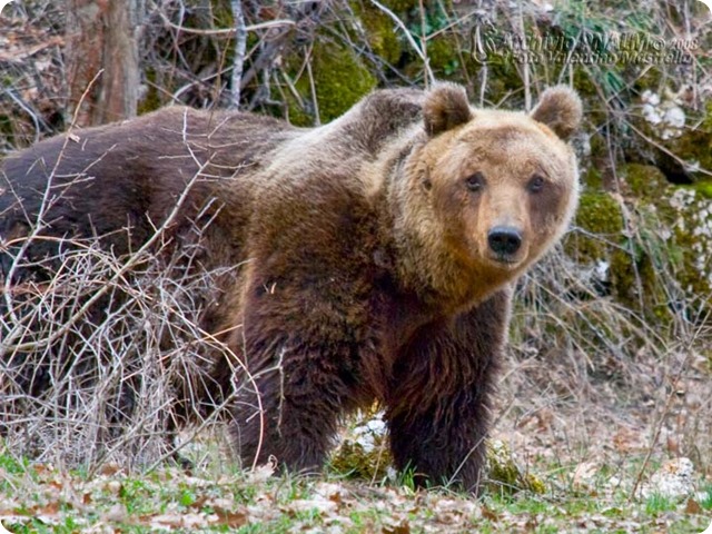 orso-marsicano