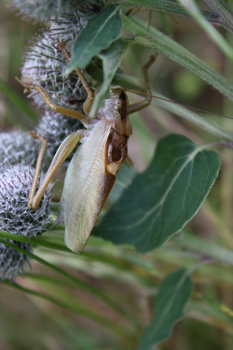 Bush Cricket