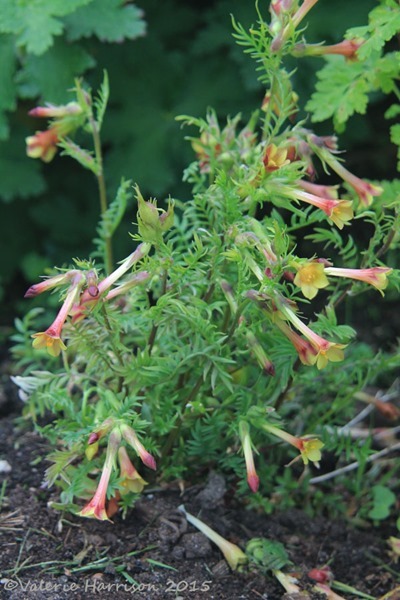 Polemonium-pauciflorum