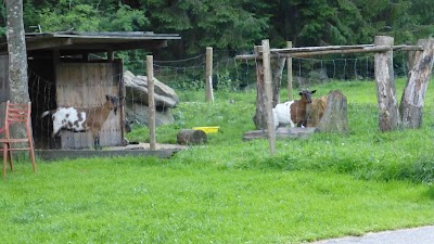 Photos of Autocamp Horni Vltavice
