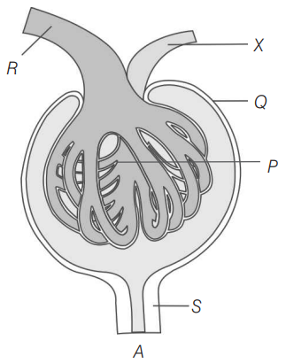 Nephron