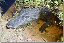 Big gator-3 Big gator-3