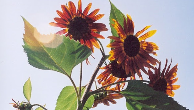 Cover photo