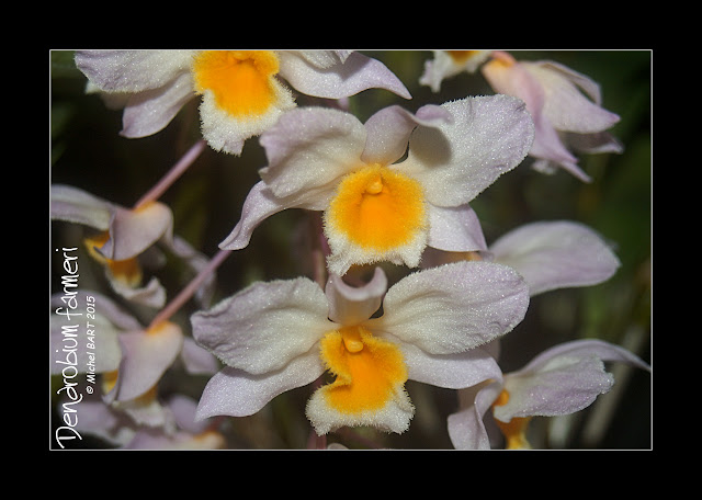 Dendrobium farmeri Dendrobium_farmeri2