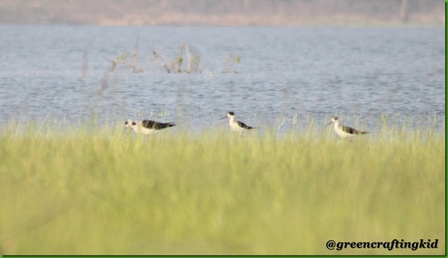 Black winged Stilt