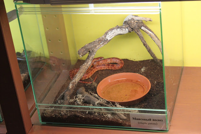 Дом бабочек и чуть-чуть ВВЦ. Москва. октябрь 2011