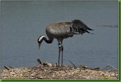 Slimbridge WWT - May