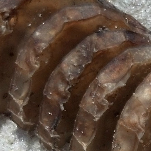 Seed pod closeup