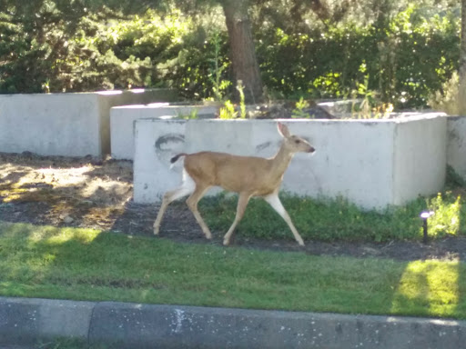 Park «Luther Burbank Park», reviews and photos, 2040 84th Ave SE, Mercer Island, WA 98040, USA