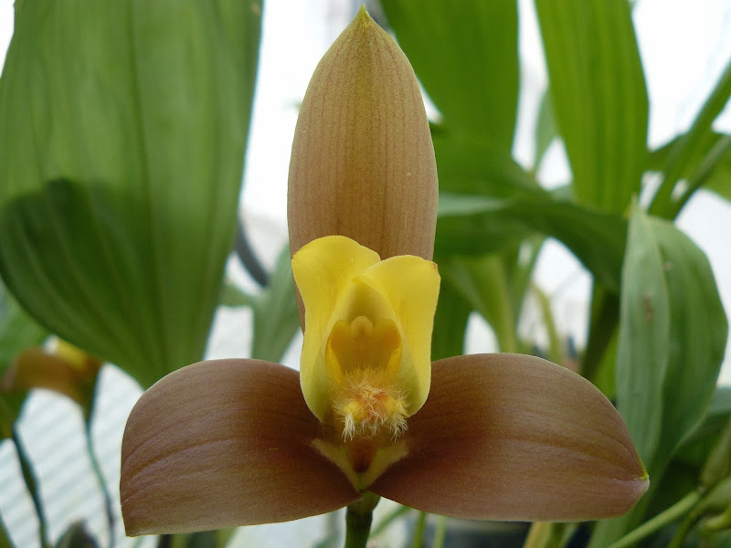 Lycaste lasioglossa P1040095