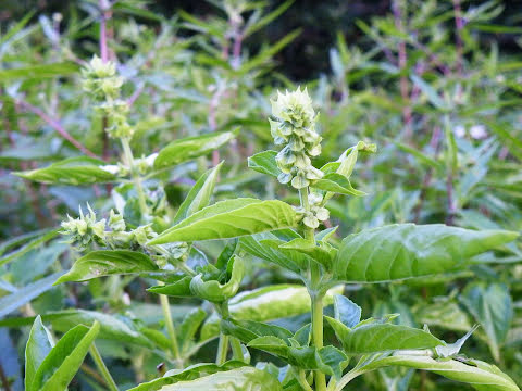 花芽がついたバジル