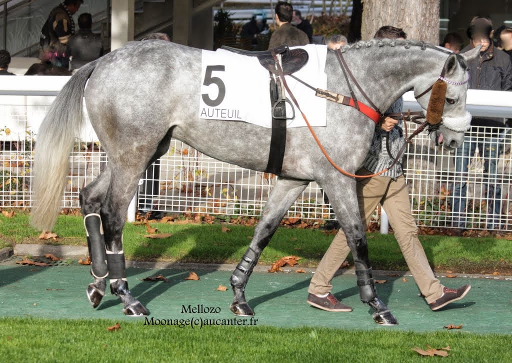 Photos Auteuil 23-11-2014  IMG_6059