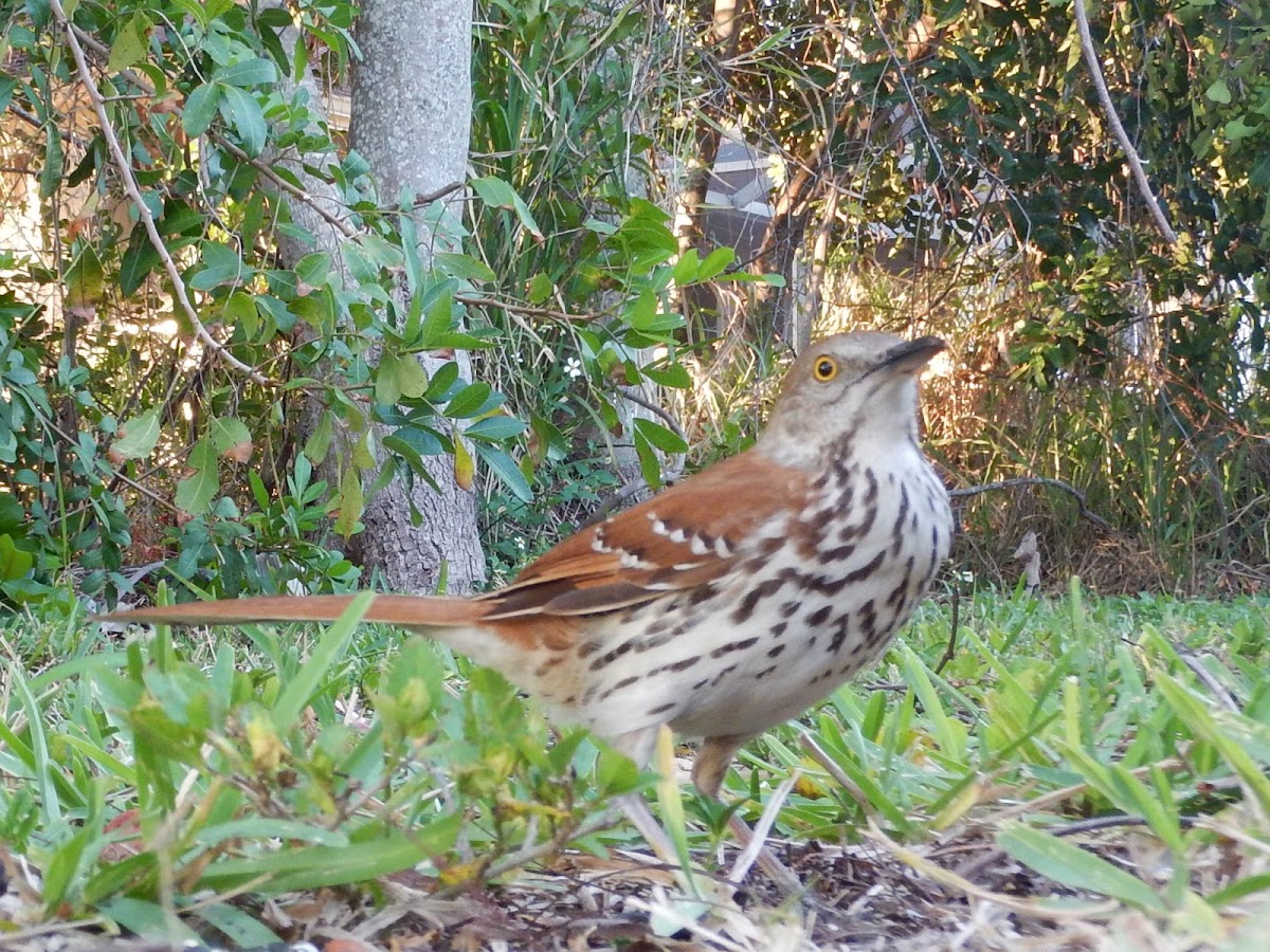 Brown thrasher