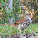 Brown thrasher