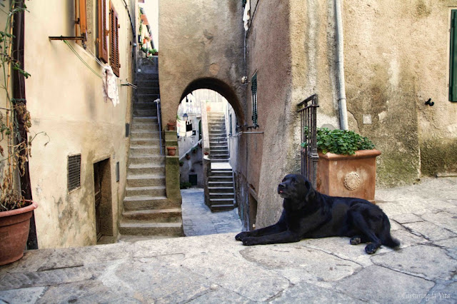 Dogs in Italy. From Forty Things I’ve Learned in Italy