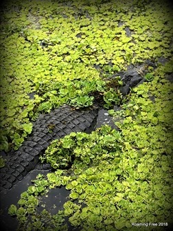 Spotted a gator