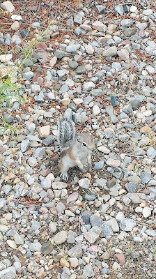 Kasha-Katuwe Tent Rocks National Monument wildlife friend we encountered by the parking lot by the trailhead