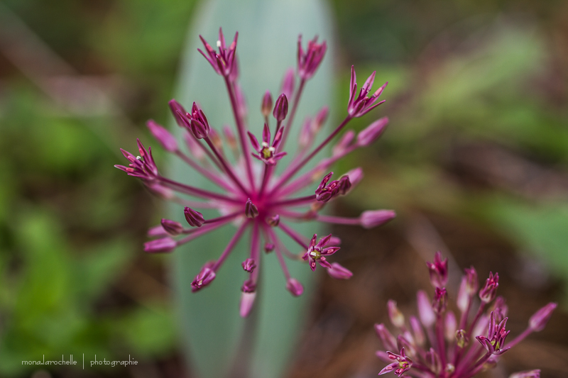 Allium nevskianum Allium-nevskianum-130610-147rm