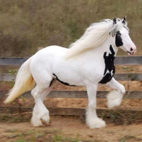 Awesome Horses Images For Share