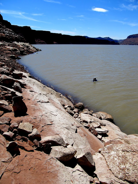 Swimming near Hite