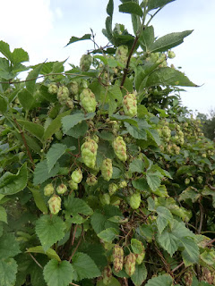 CIMG4756 Hops in hedgerow, North Stoke