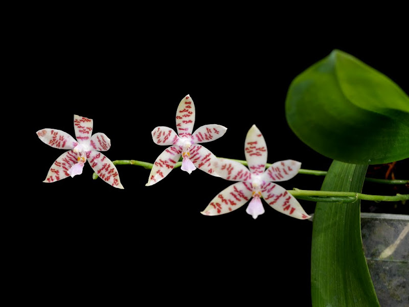 Phalaenopsis hieroglyphica P1070160