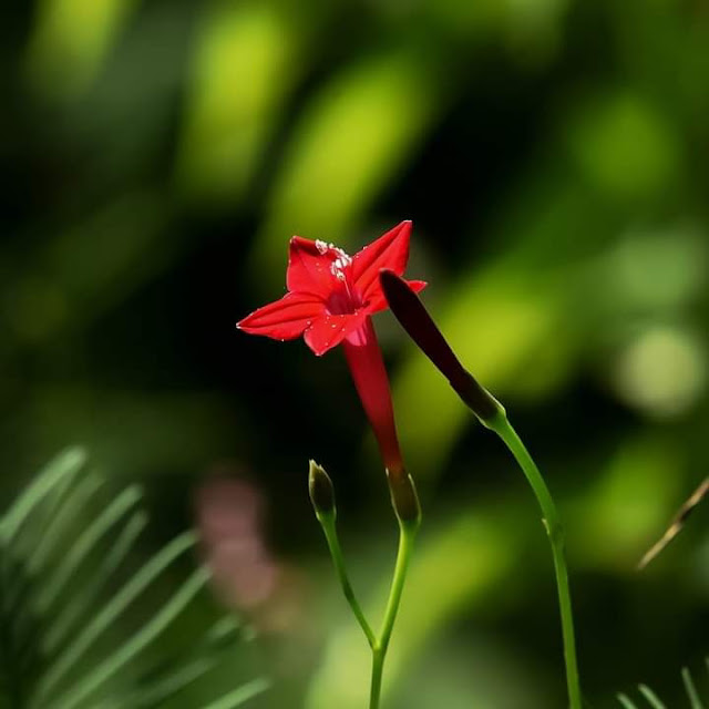 Cypress Vine, Star Glory, Hummingbird Vine • Hindi: कामलता Botanical name: Ipomoea quamoclit Family: Convolvulaceae (morning glory family)