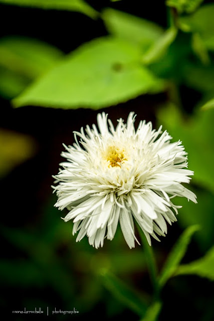 Leucanthemum Santé Leucanthemum-sante-130801-59rm