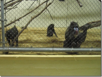 IMG_1076 Mandrills at the Oregon Zoo in Portland, Oregon on December 8, 2009