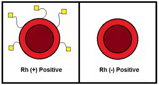 à¸à¸¥à¸à¸²à¸£à¸à¹à¸à¸«à¸²à¸£à¸¹à¸à¸ à¸²à¸à¸ªà¸³à¸«à¸£à¸±à¸ à¸«à¸¡à¸¹à¹à¹à¸¥à¸·à¸­à¸ Rh+ à¹à¸¥à¸° Rh-