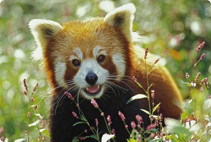 calabria-pollino-fauna