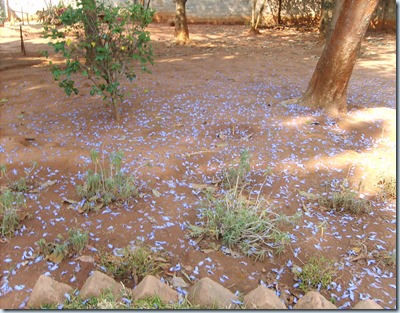 Purple flower yard