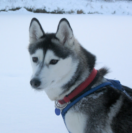 Sirius Sled Dogs Rescue & Aurora Viewing