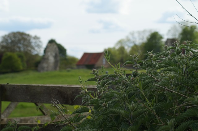 Norfolk countryside in spring