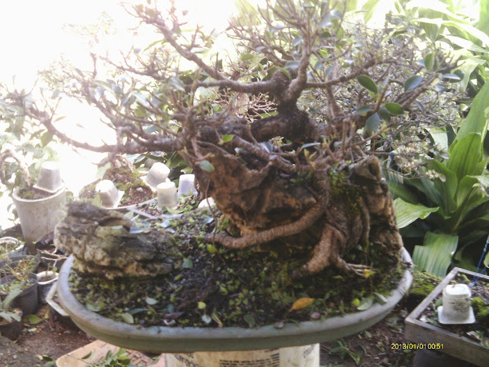 Ficus Microcarpa Tiger Bark pra reforma... - Página 2 IMAG0182