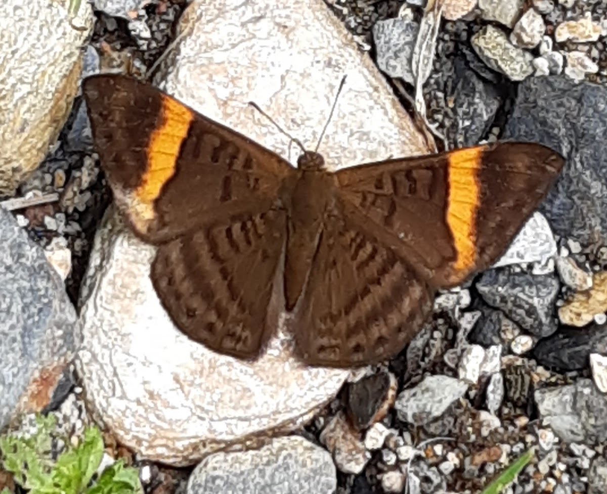 Orange - striped tanmark