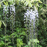 Arboretum de la Vallée-aux-Loups :